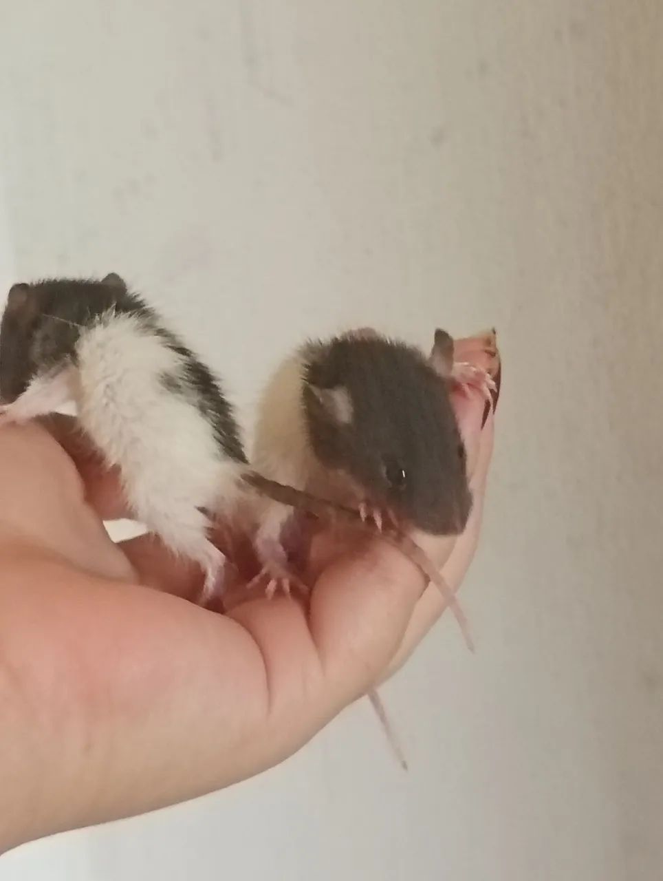 Twister filhote,só vende três preço baixo, oferta relâmpago  - Foto 2