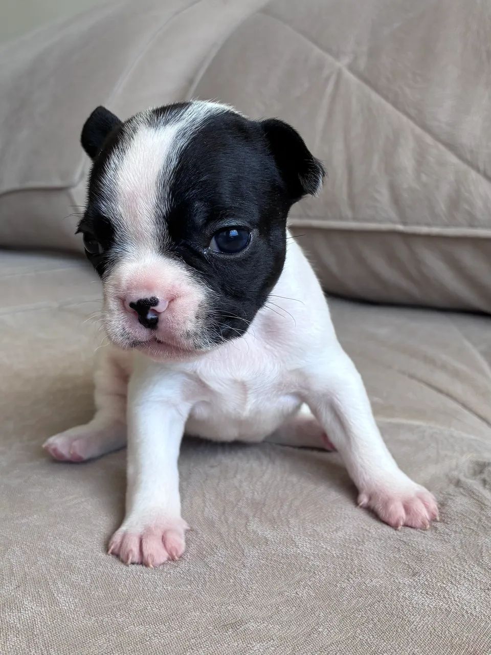 Buldogue Francês  - Foto 4