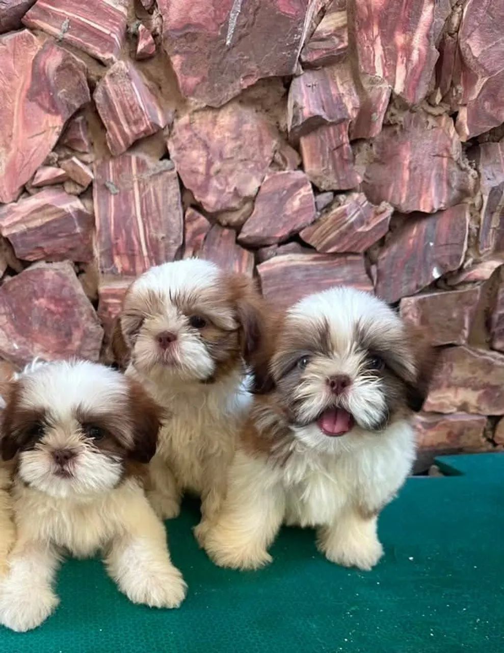 Shitzu miniaturas disponível 