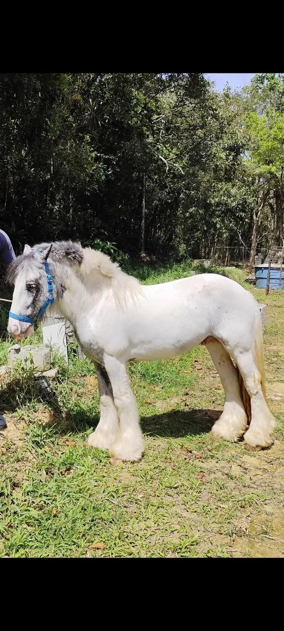 Cavalo Gipsy Vanner PO - Foto 4