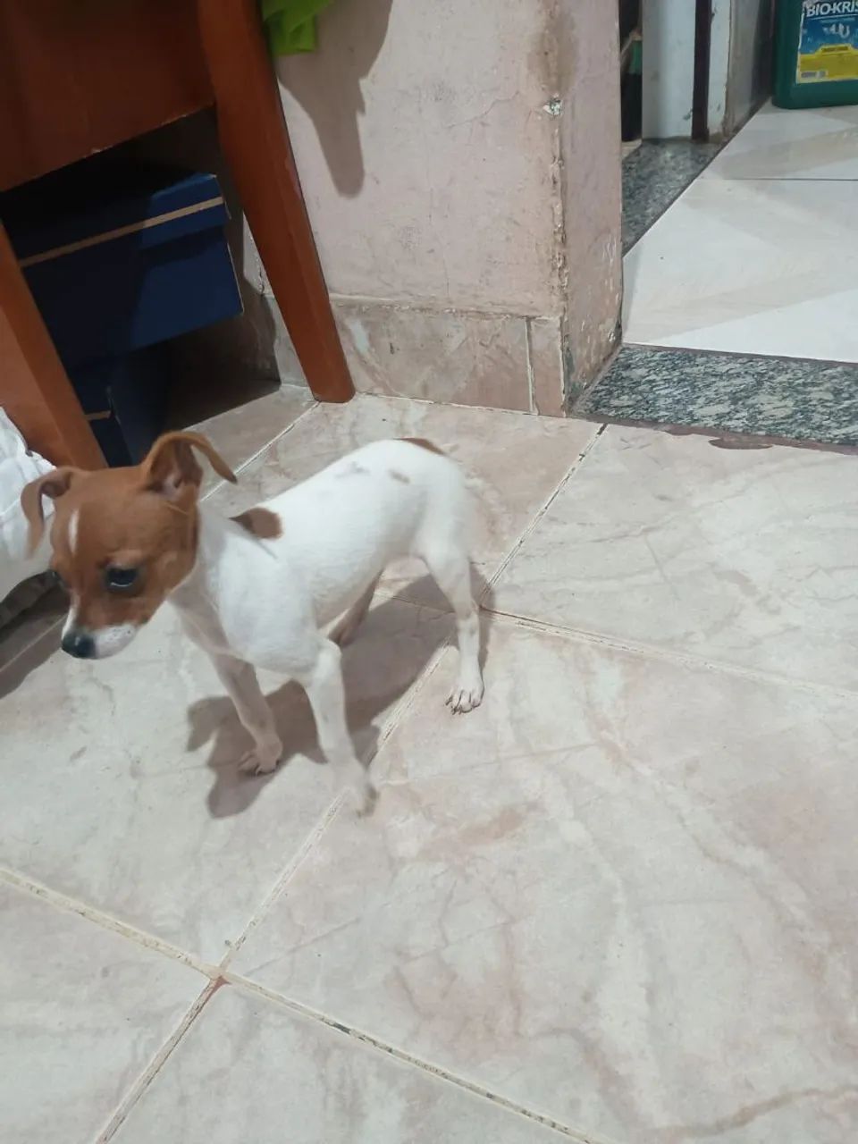 Cachorro Pincher  - Foto 3