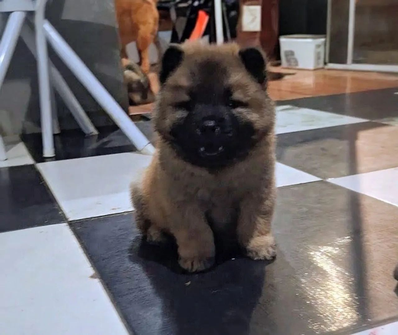 Chow Chow  - Foto 3