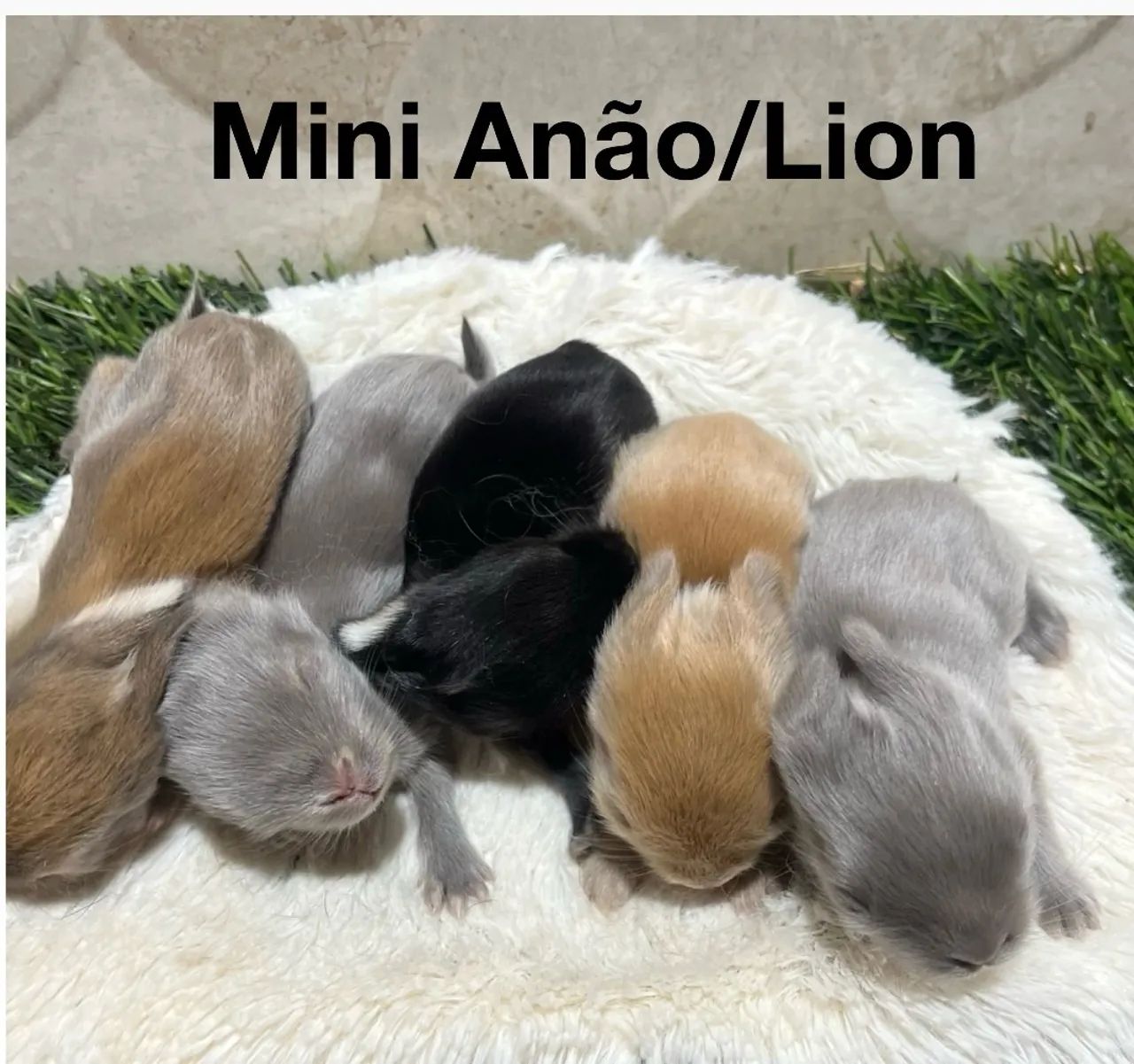 Mini coelhos  - Foto 2