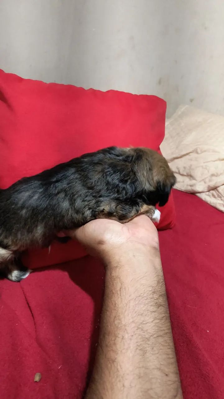 Lhasa macho  - Foto 5