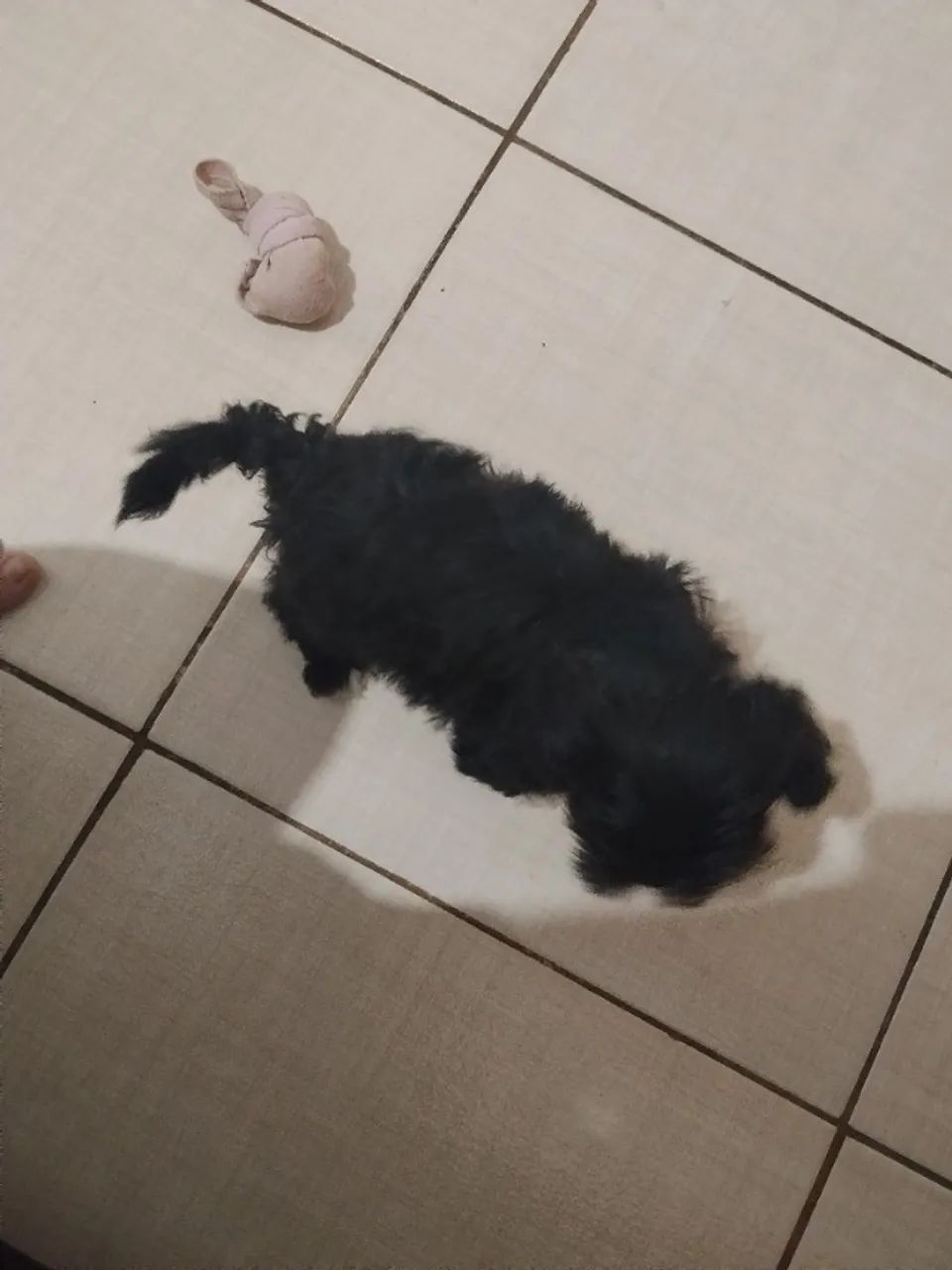 Cachorro - Shitzu  - Foto 4