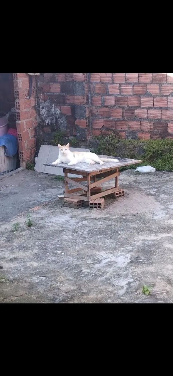 Gato macho castrado