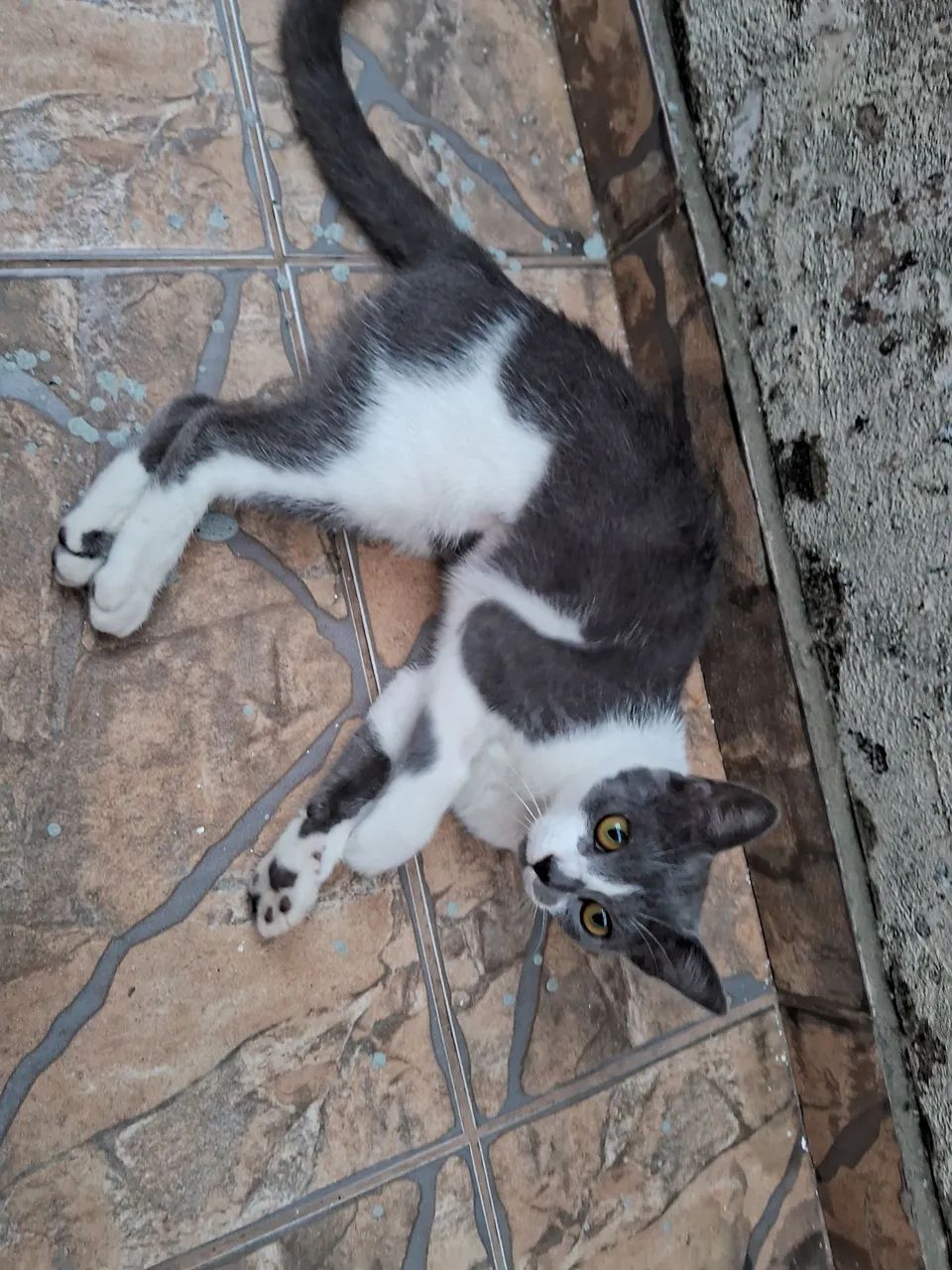 Doação de gatas e acessórios - Foto 3