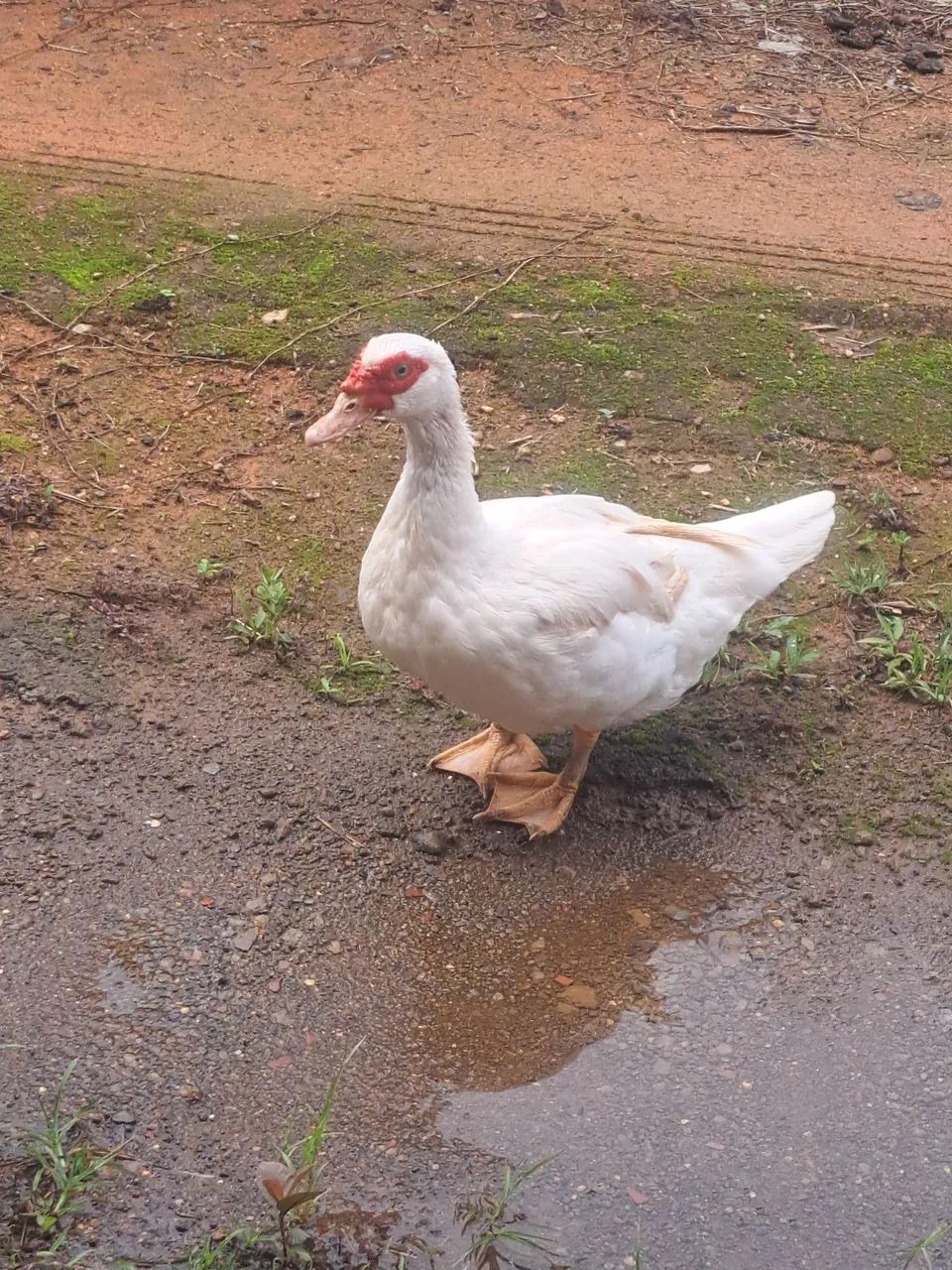 Pata