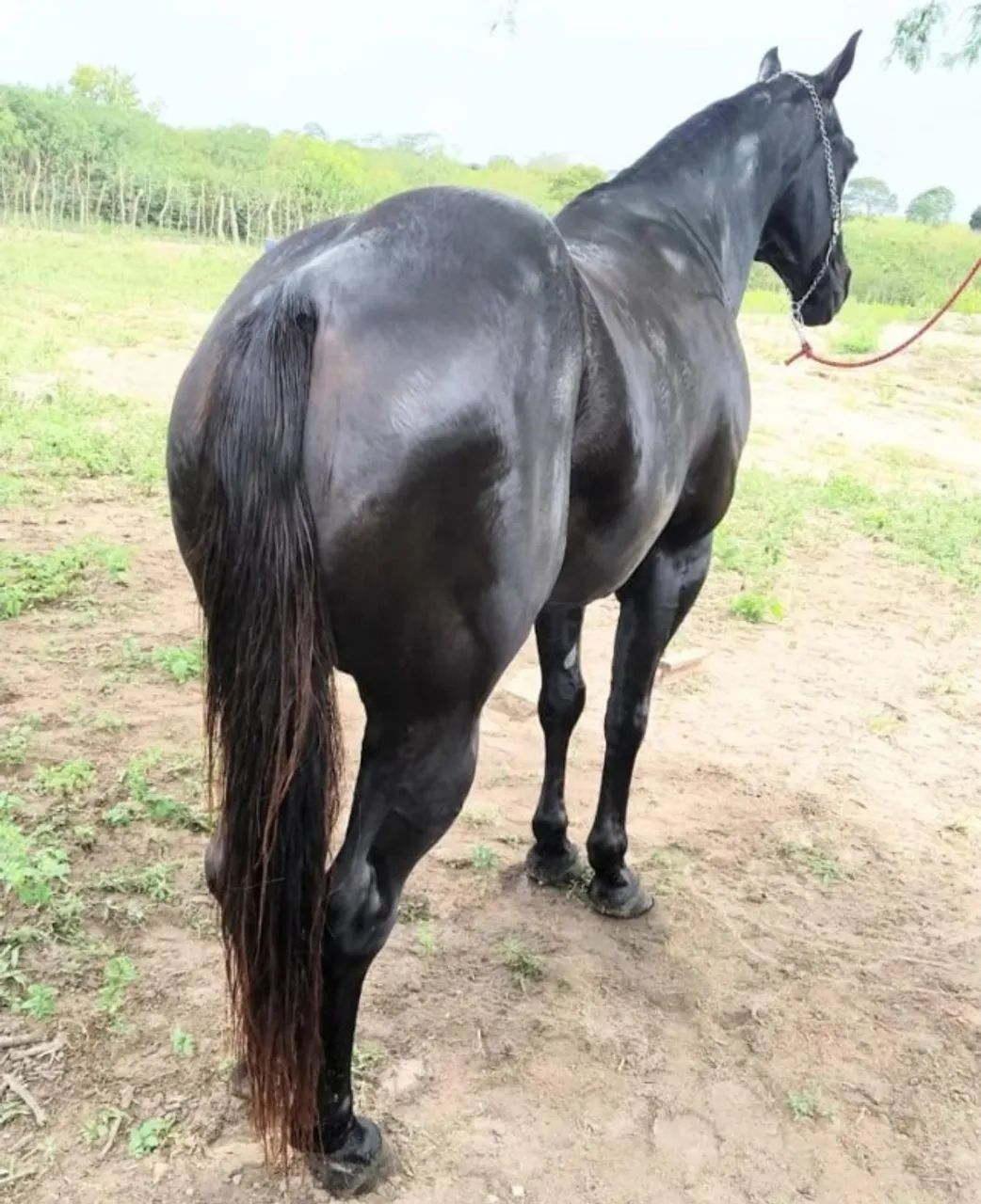 Cavalo QM *86 - Foto 2
