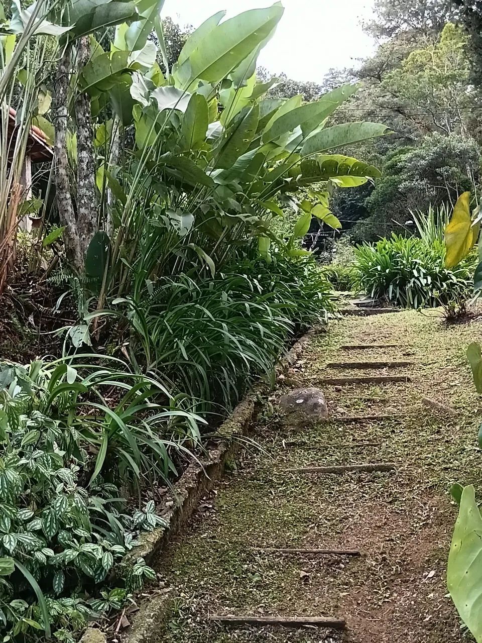 limpeza de terreno profissional  - Foto 4