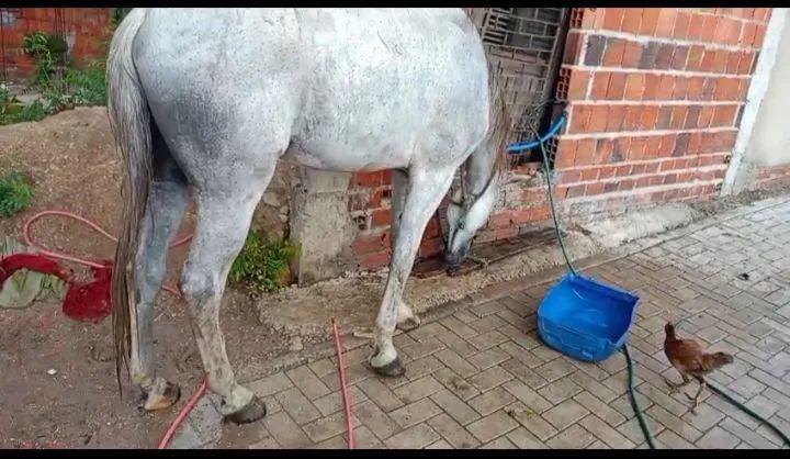 Vendo cavalo  - Foto 2