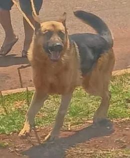 filhotes pastor alemão  - Foto 4