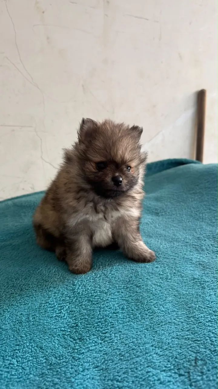 Spitz alemão barato  - Foto 2