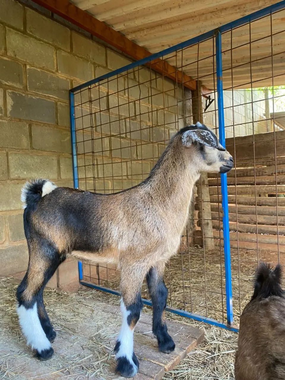 Mini cabritinho 