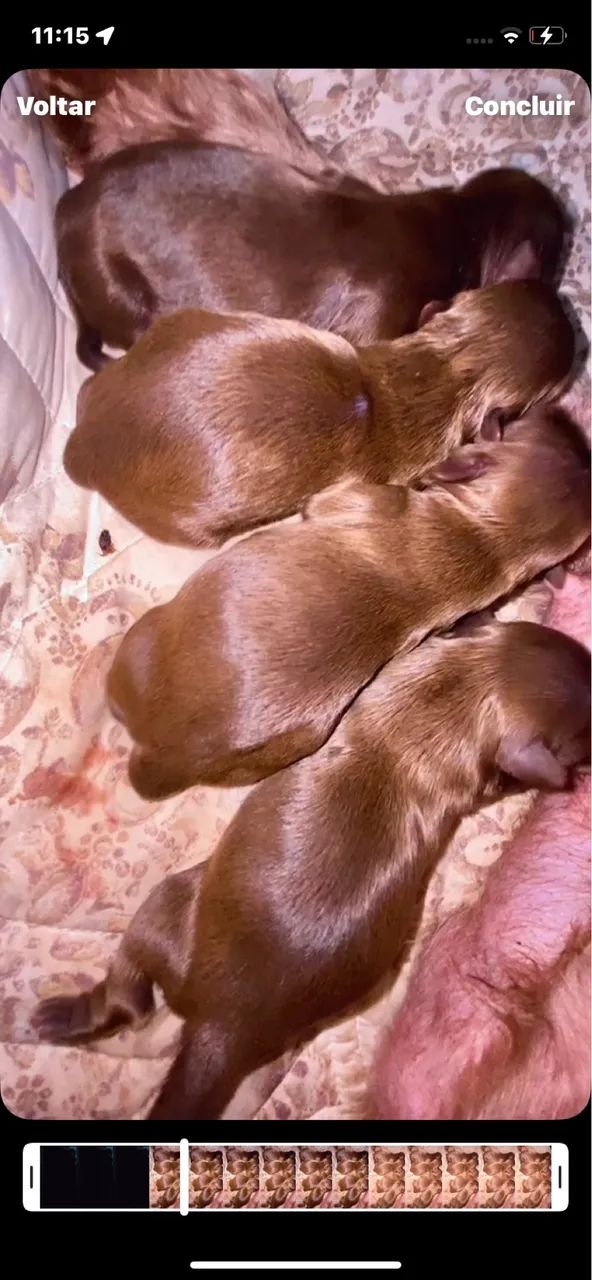 Shihtzu mini chocolate 
