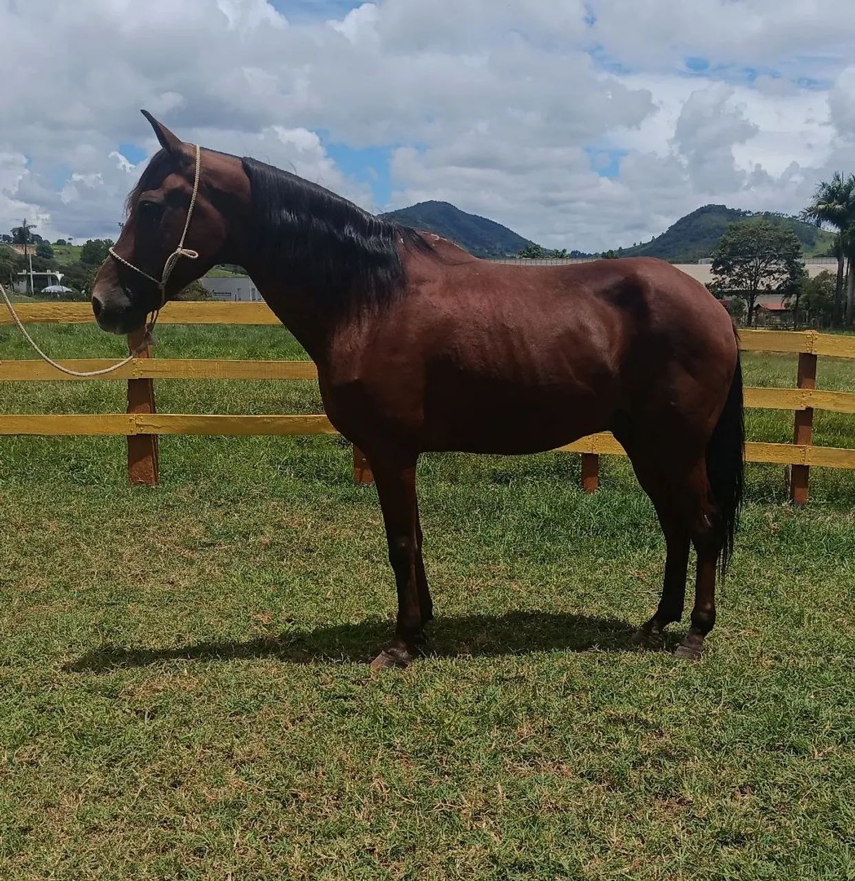 Cavalo marchador para toda família 