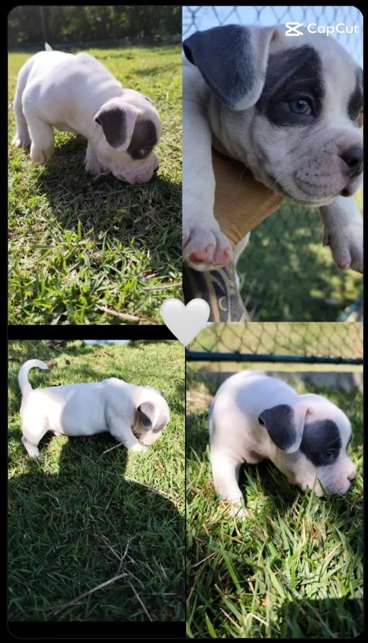 Cachorros  - Foto 3