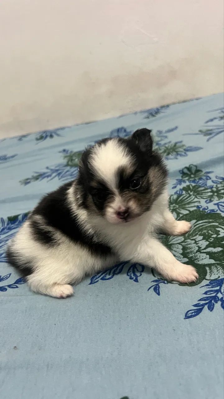 Spitz alemão  - Foto 2