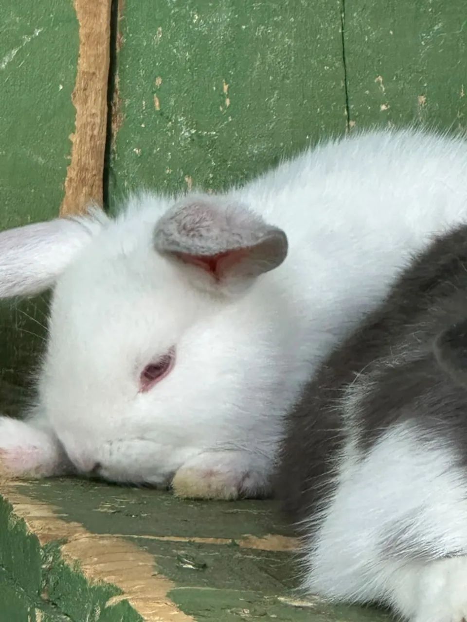 Coelhos  - Foto 3