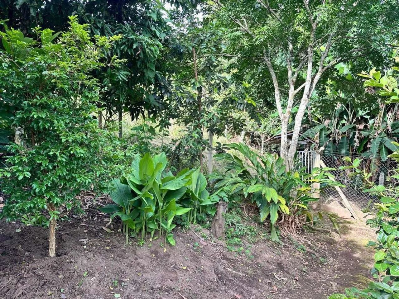 Chácara  - Foto 5