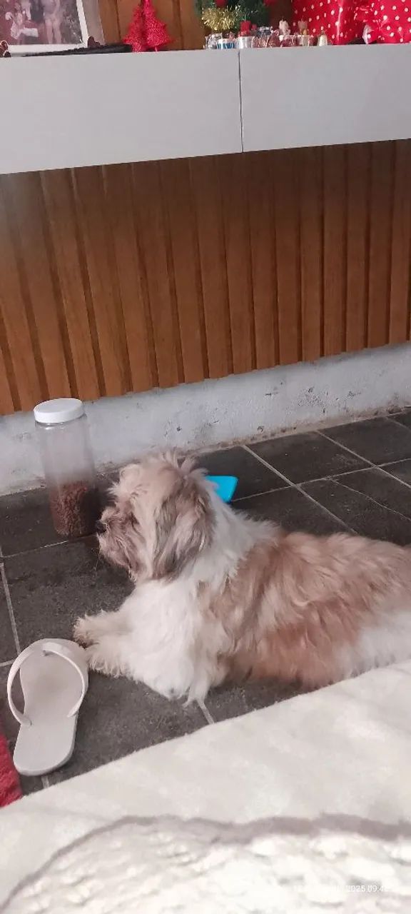 Lhasa Apso - Foto 3