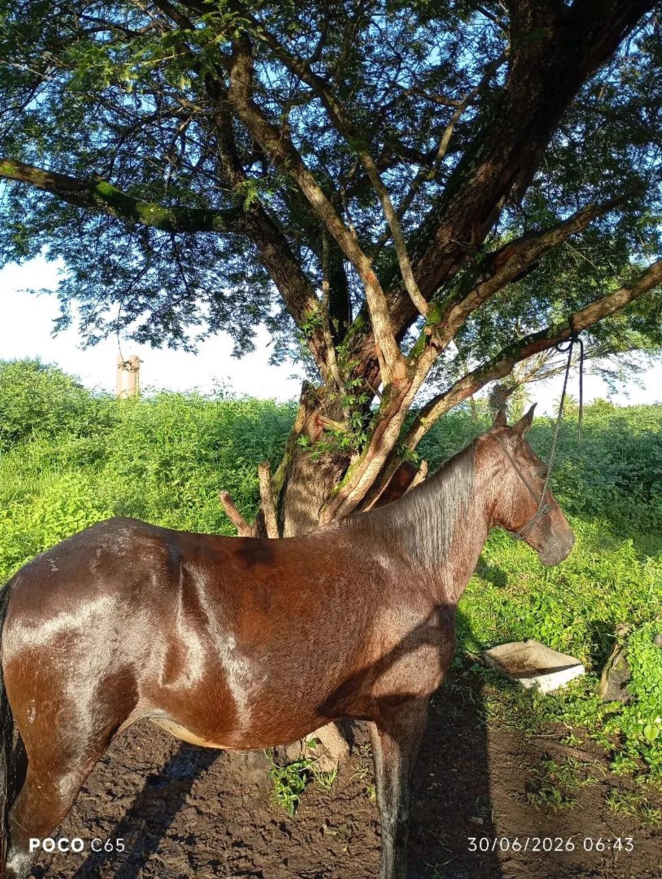 Vende-se essa égua de montada  - Foto 3