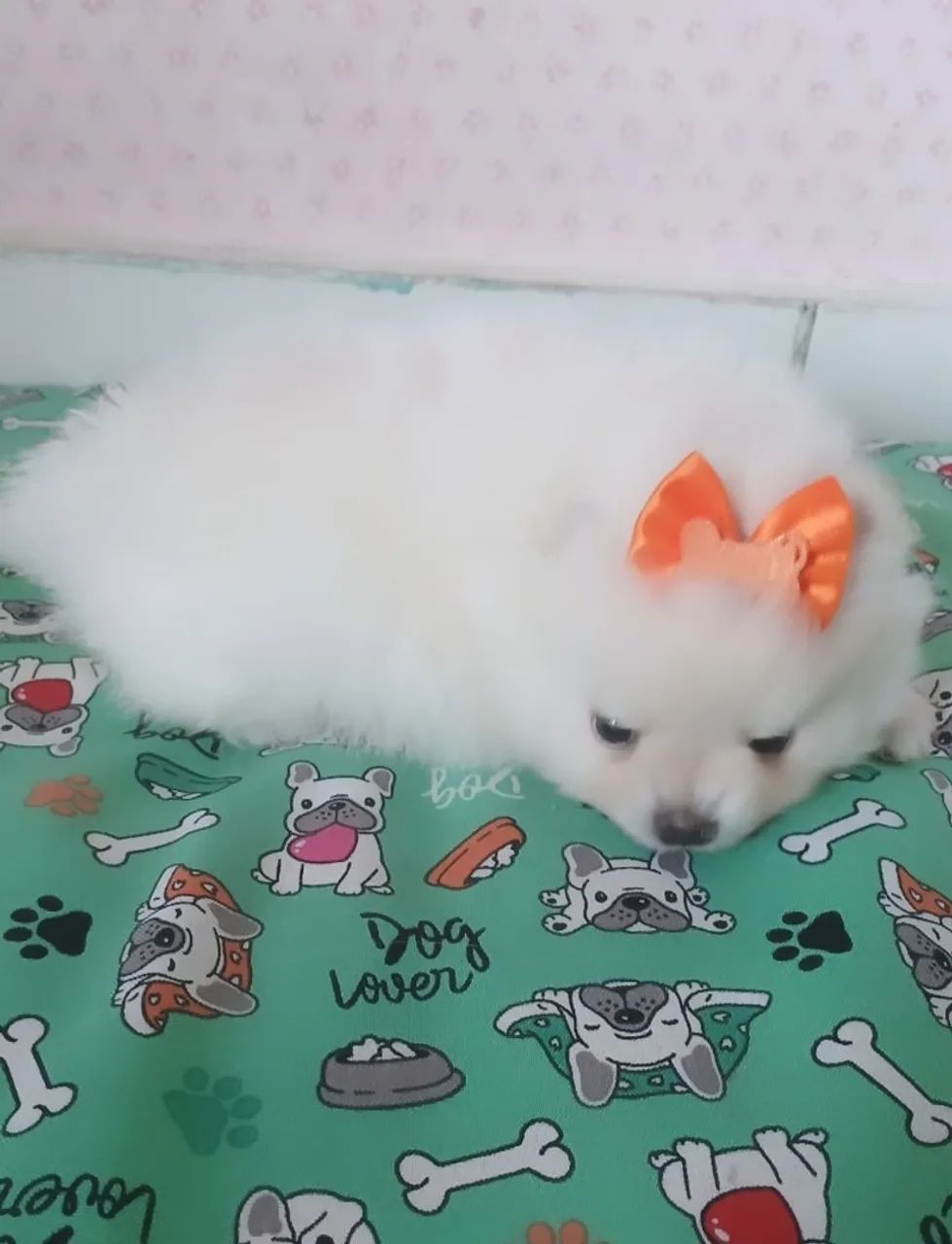 Bebê de Spitz anã  - Foto 4