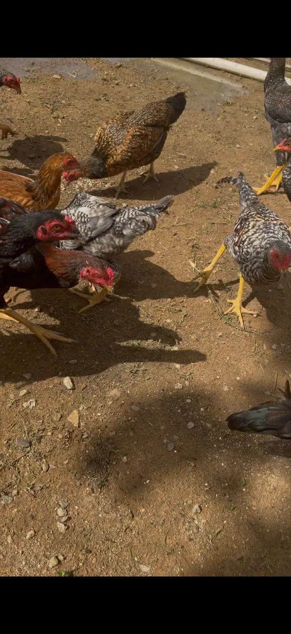 Vendo frango