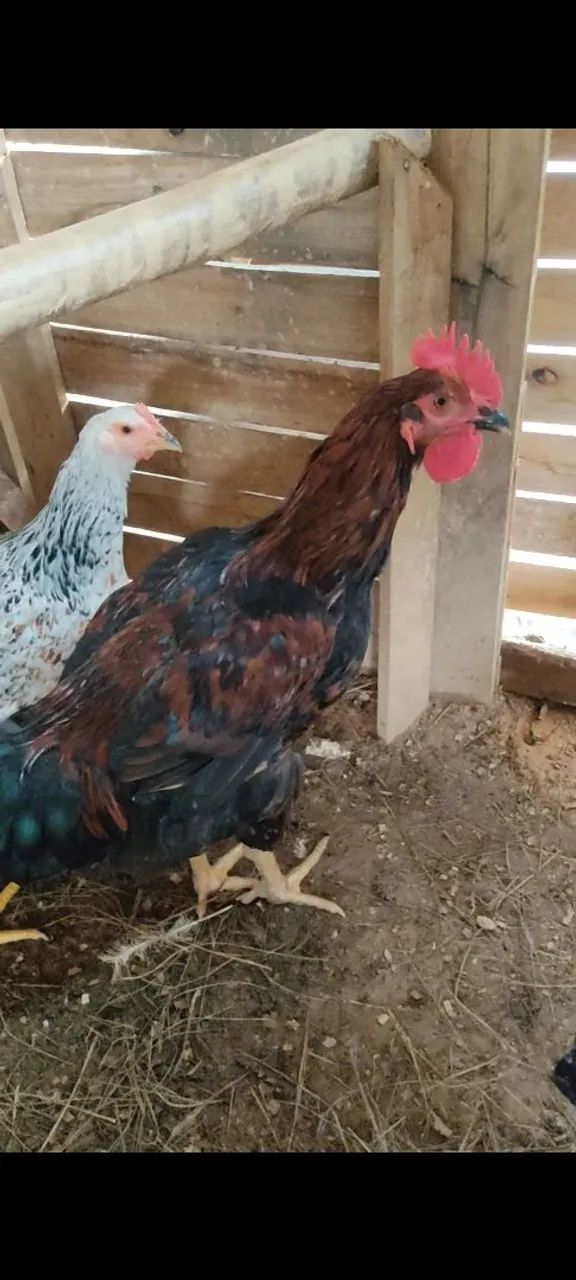 Frango caipira grande porte