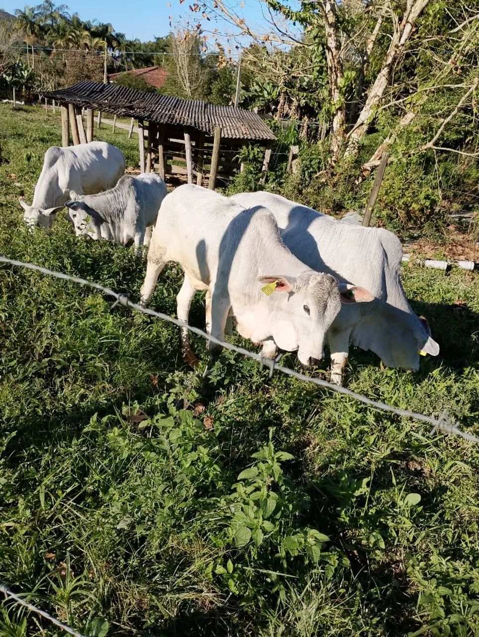 Lindos novilhos! - Foto 4