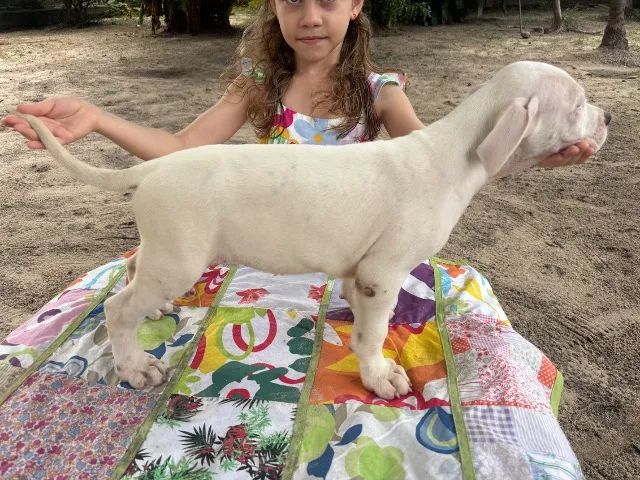 Filhotes de Dogo argentino  - Foto 4