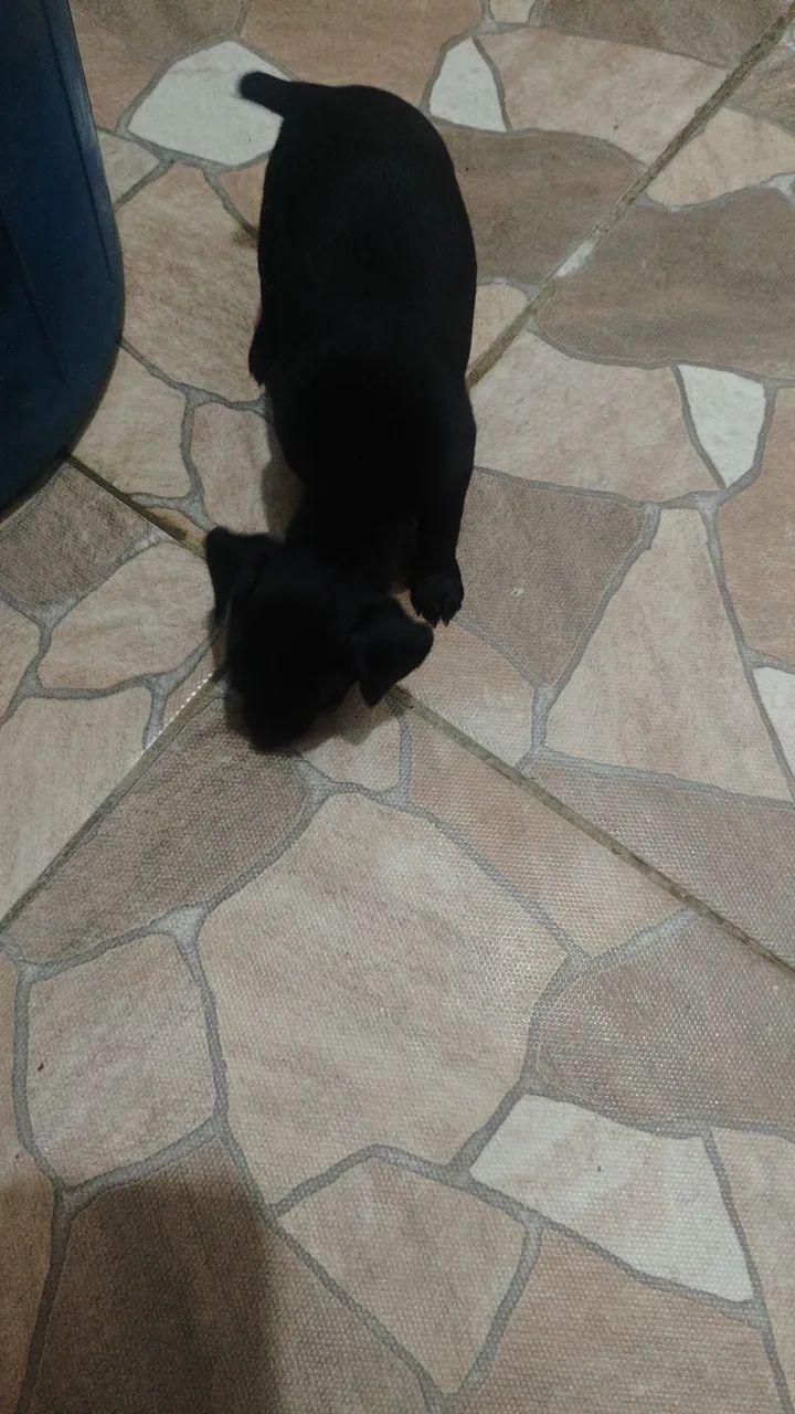Pincher 0 - Foto 2