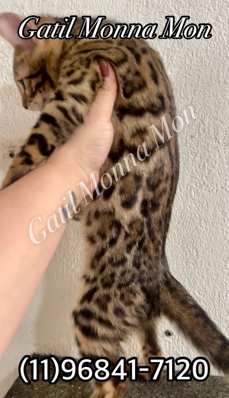 5-Month-Old Male Bengal Cat, Excellent Standard and Genetics