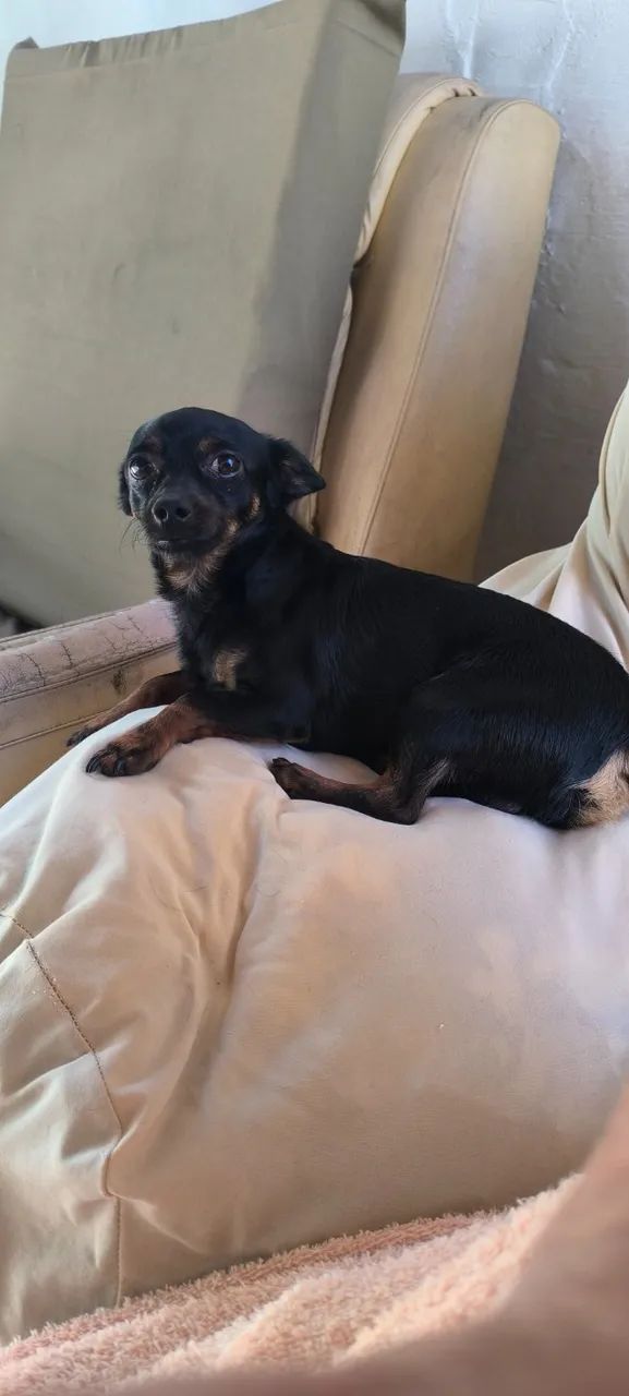 Menininhos Pinscher 1 - Foto 5