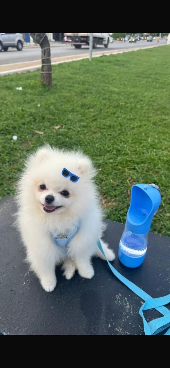     Macho Spitz para Cruza  - Foto 2