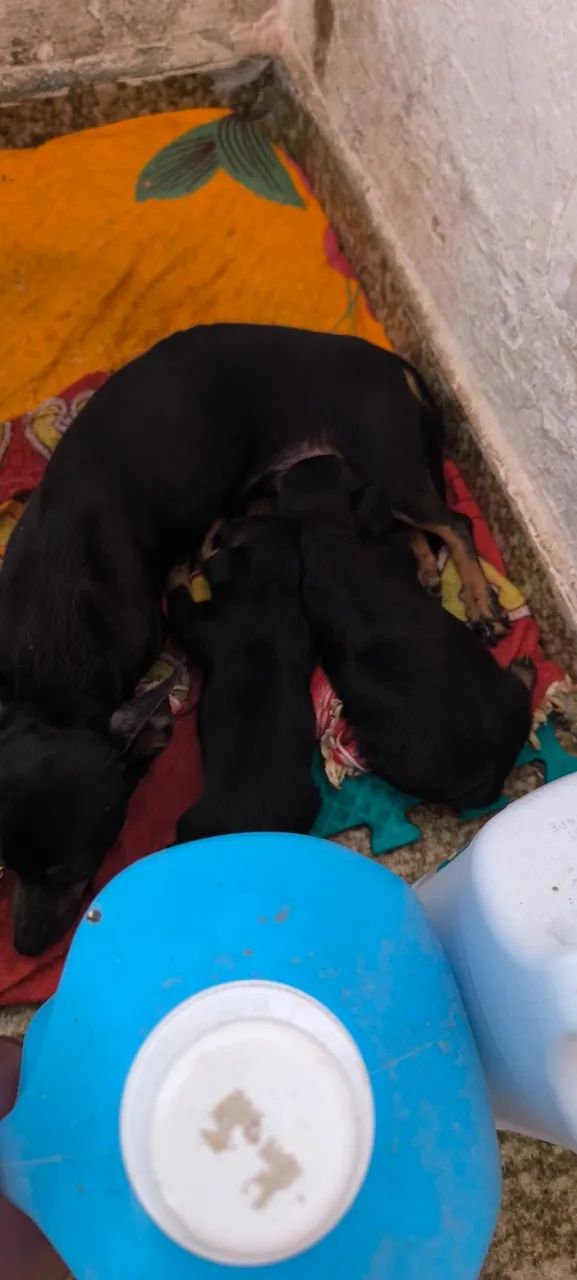 Menininhos Pinscher 1 - Foto 3