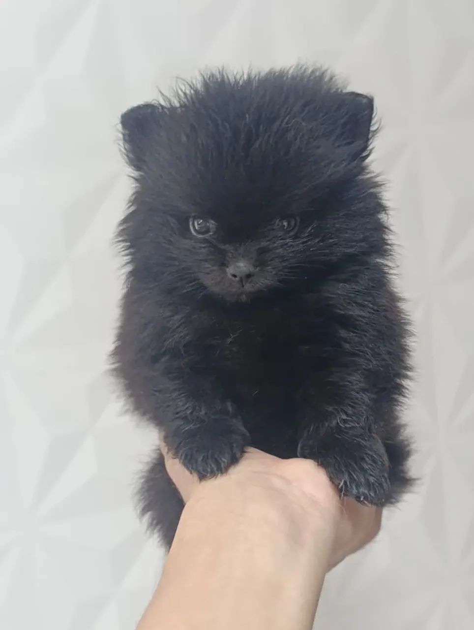 Spitz alemão 