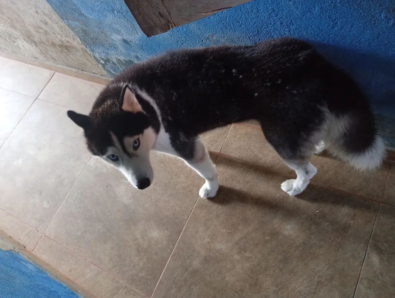 Cachorro  - Foto 3