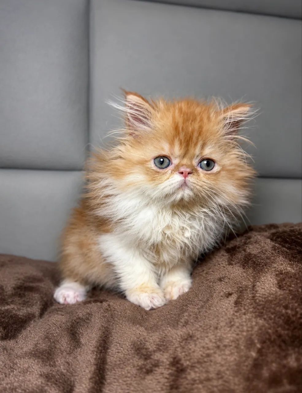 Gato persa 