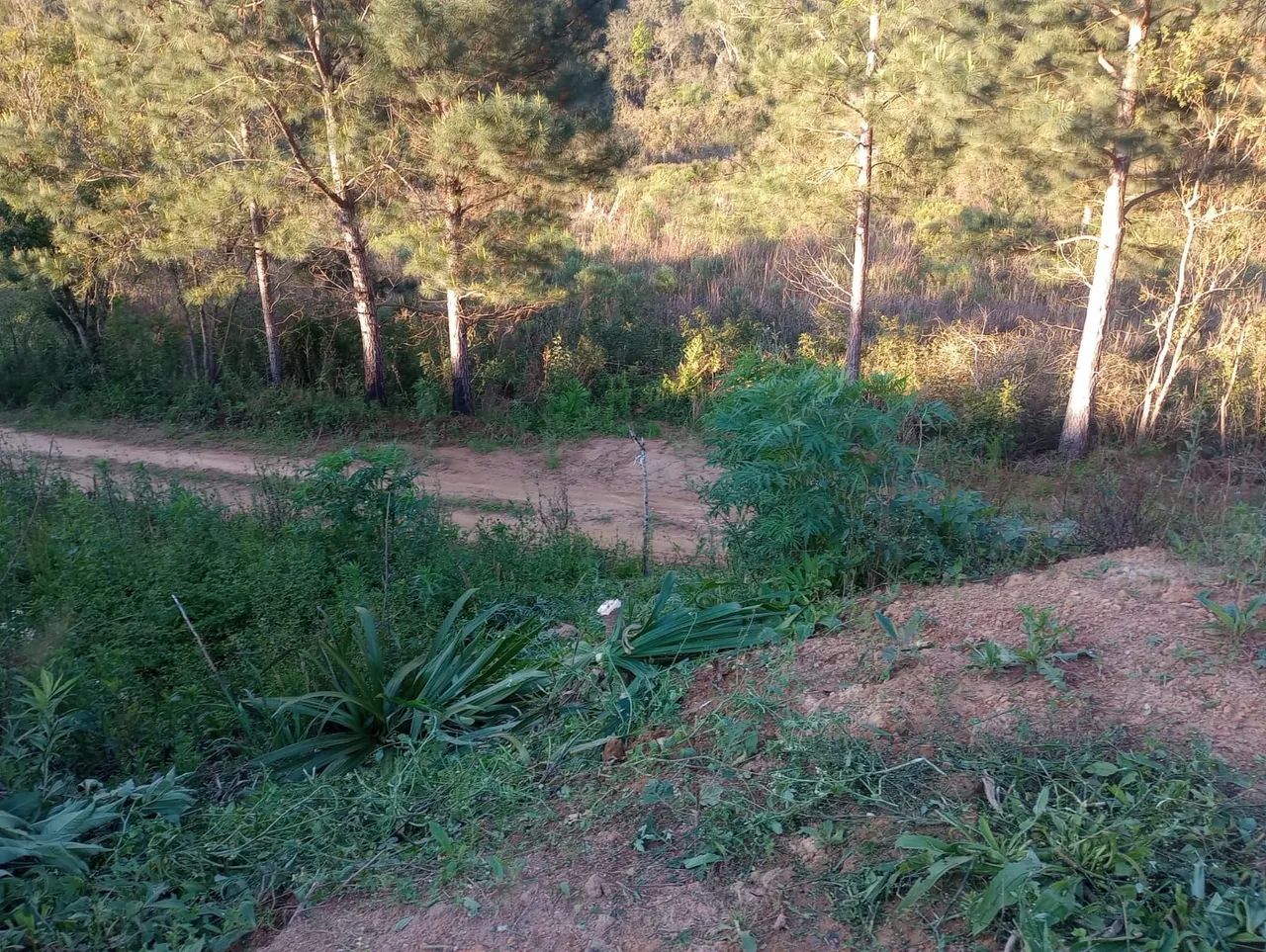 Terreno de prancha 