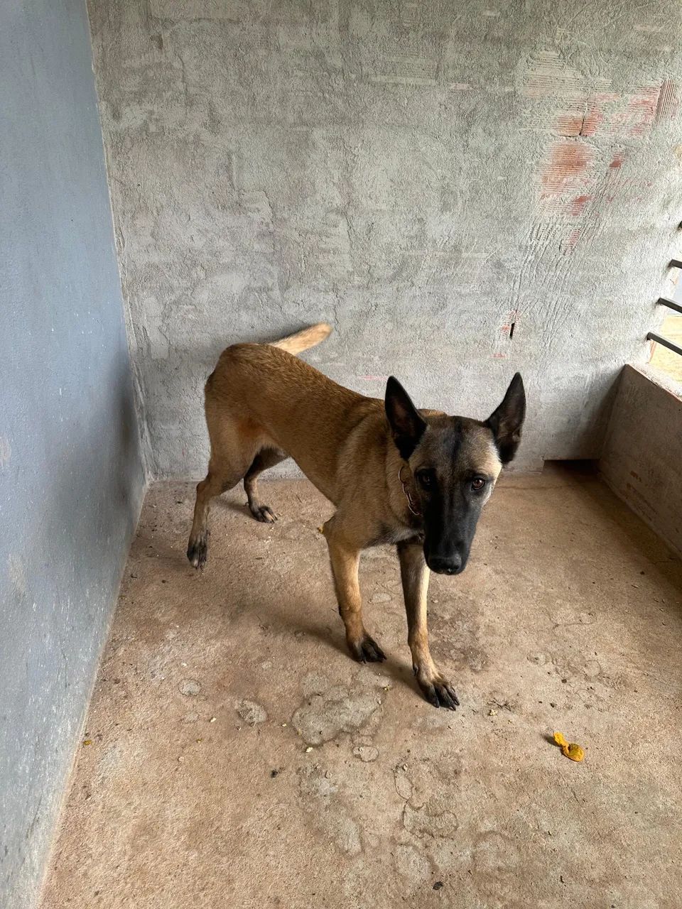 Pastor Belga Malinois - Foto 2