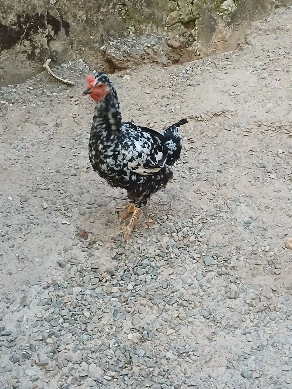 Vendo galinha GSB balão  - Foto 4