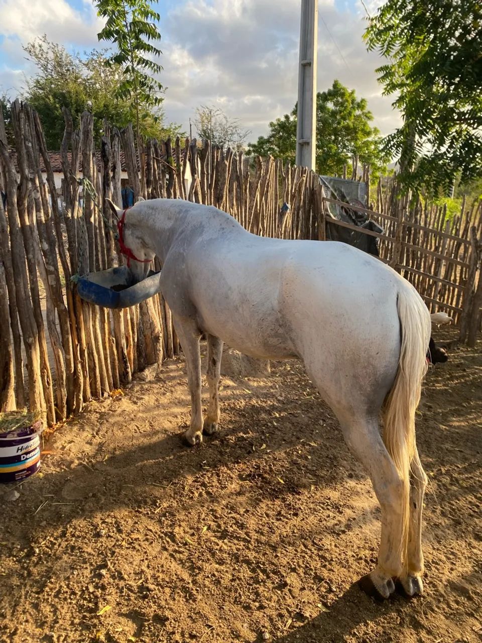 Égua de vaquejada  - Foto 3