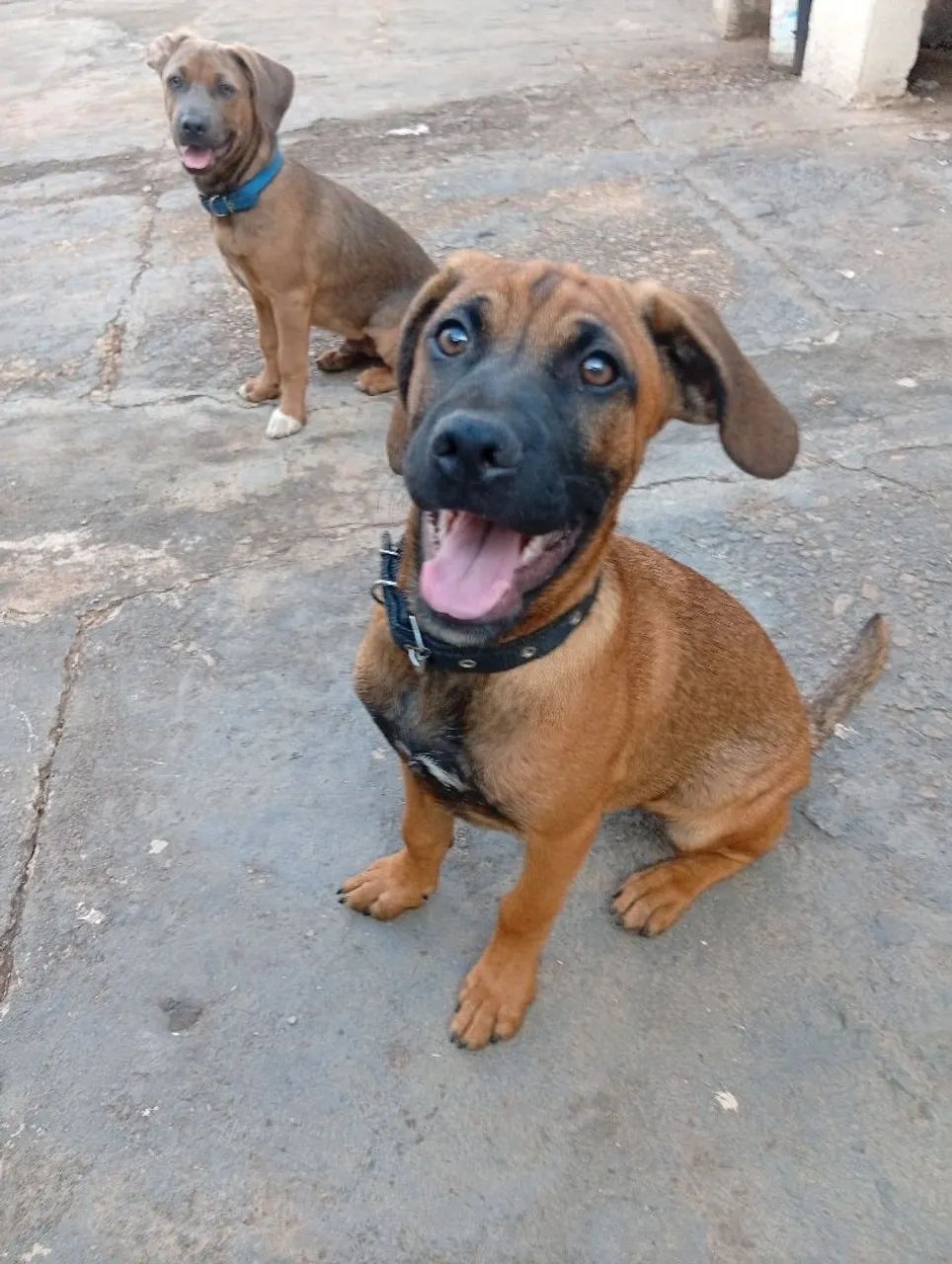 2 cachorros macho para adoção  - Foto 3