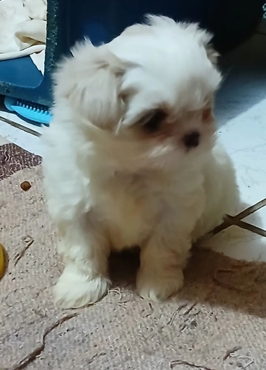 shihtzu femea - Foto 3