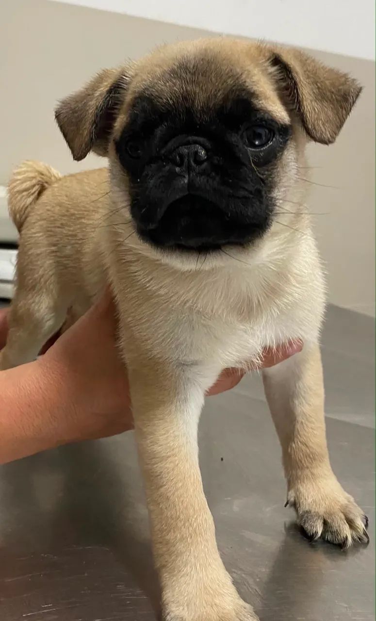 Pug macho  - Foto 3