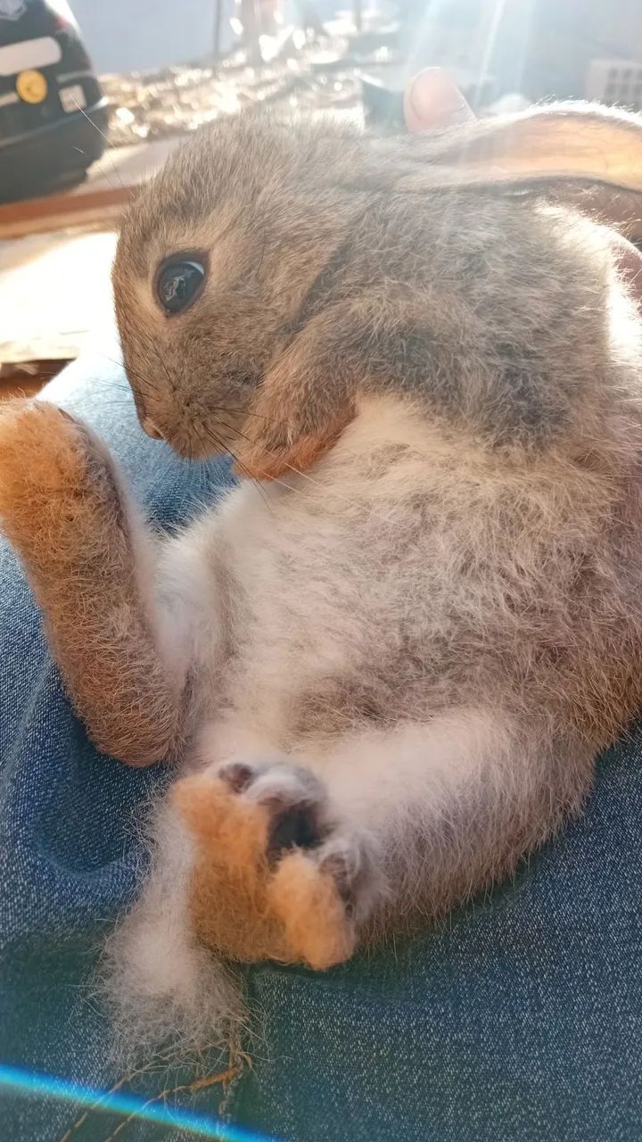 Coelhos!