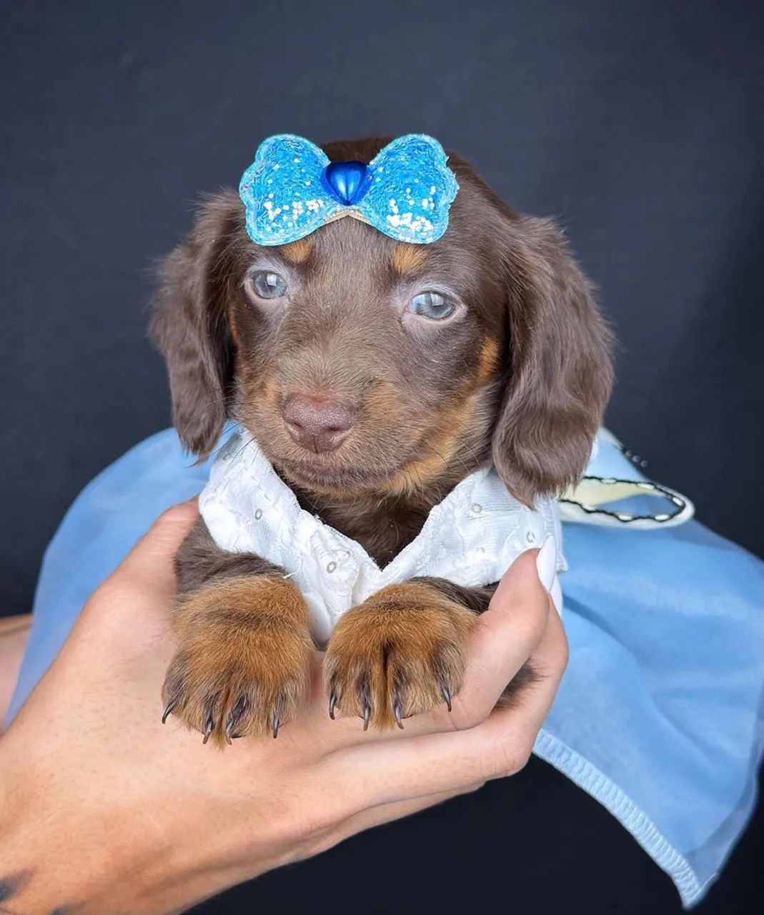 dachshund pelo longo  - Foto 4