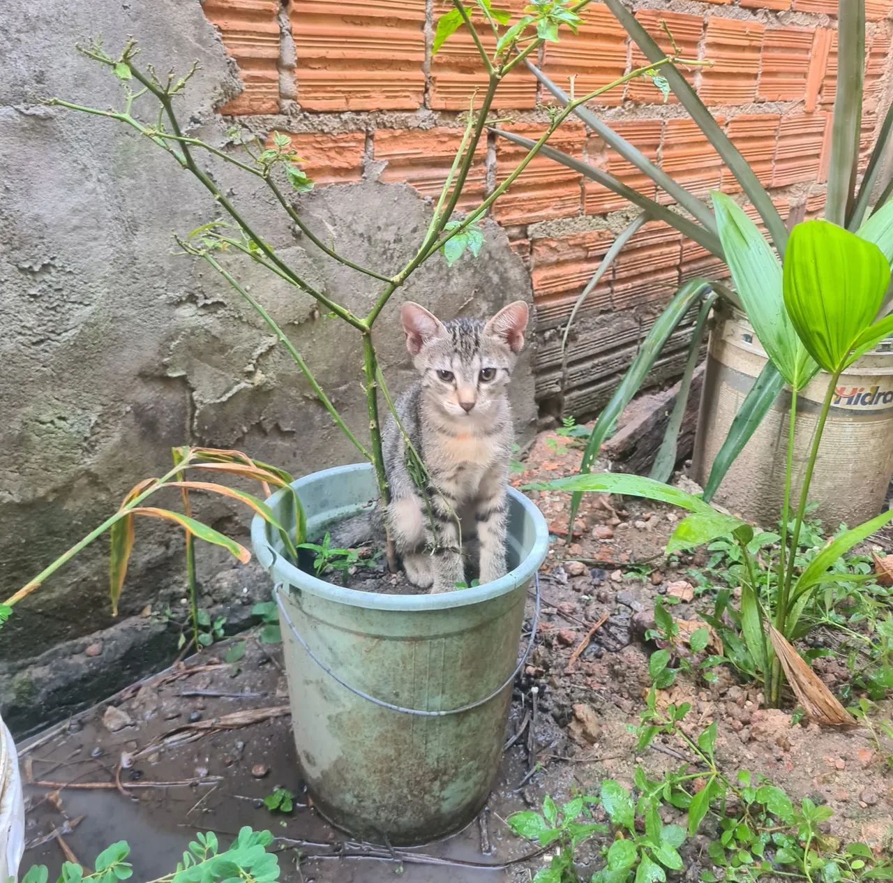 Doação Responsável  - Foto 4