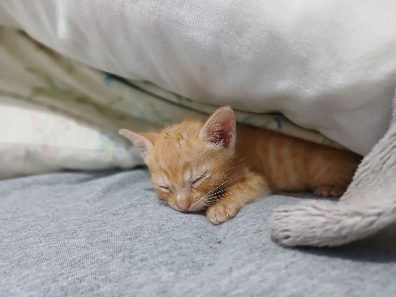 Filhotes de gato para adoção 